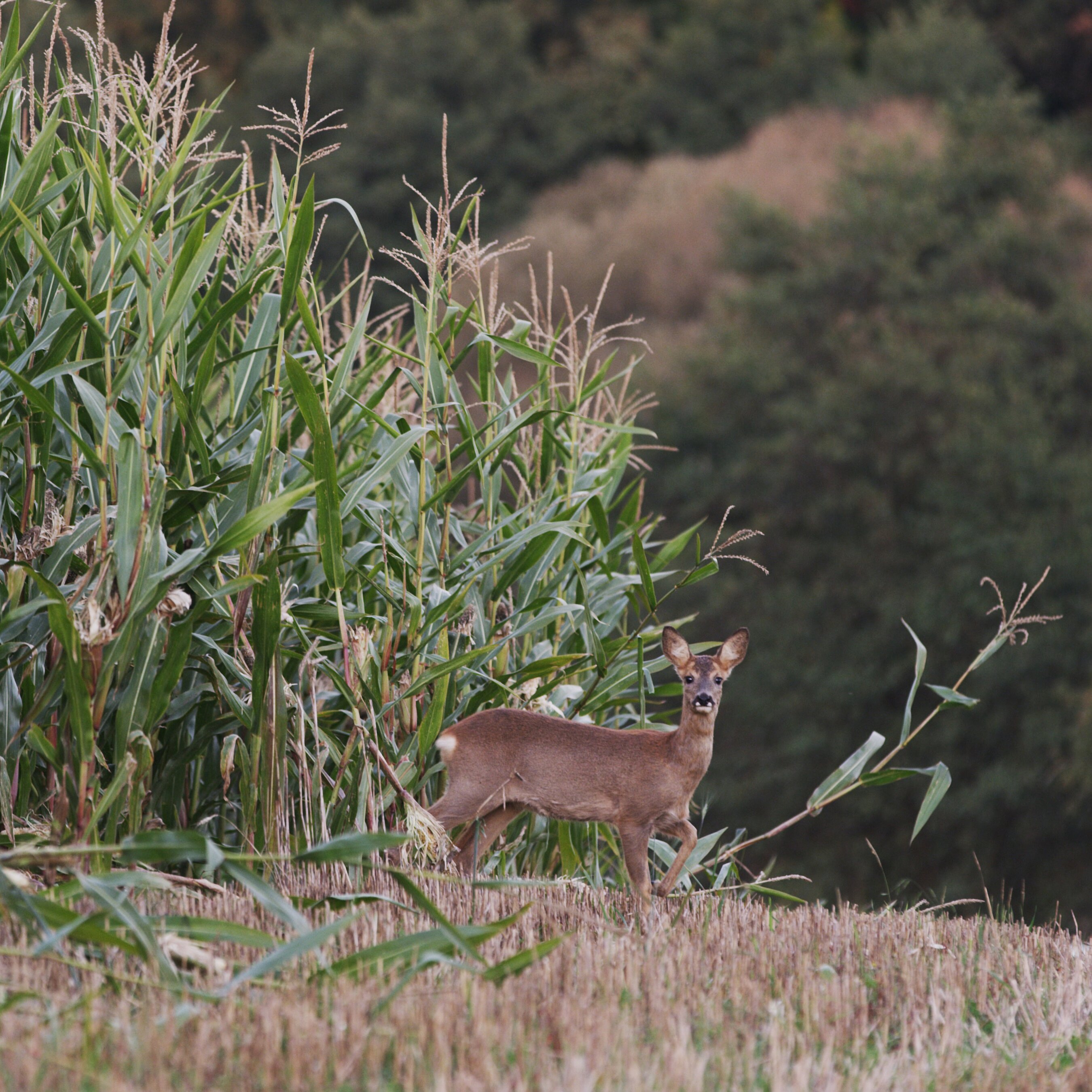 Rehe