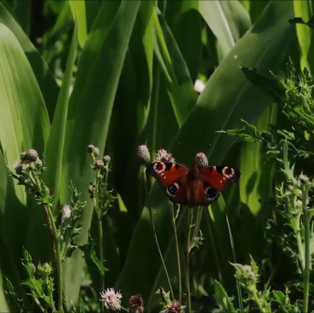 Schmetterling
